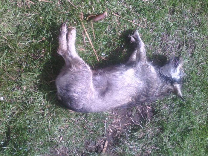 animales_envenenados