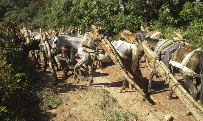 detenidoselsantuario2