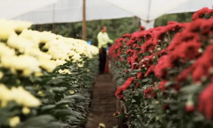 floreselcapiro Flores.