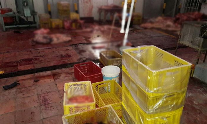 MATADERO CLANDESTINO 1