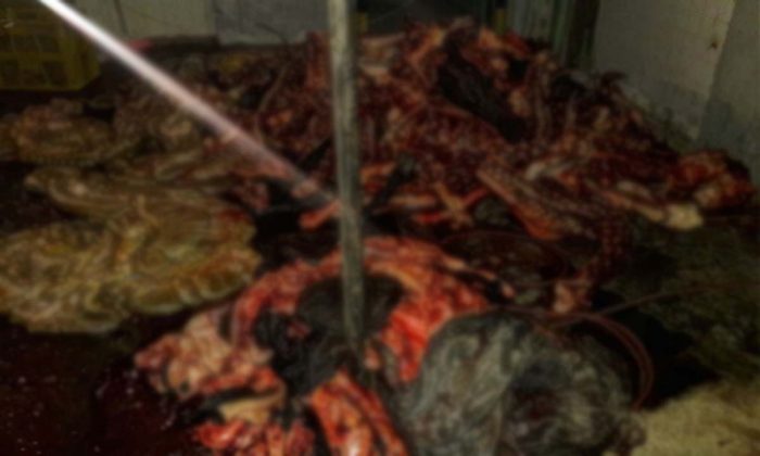 MATADERO CLANDESTINO 2