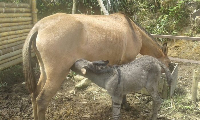 WhatsApp Image 2018 02 01 at 4.02.47 PM 1