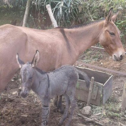 WhatsApp Image 2018 02 01 at 4.02.47 PM