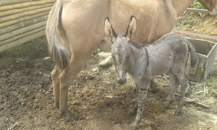 WhatsApp Image 2018 02 01 at 4.02.49 PM