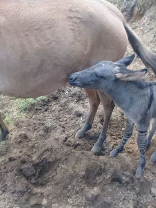 WhatsApp Image 2018 02 01 at 4.02.52 PM