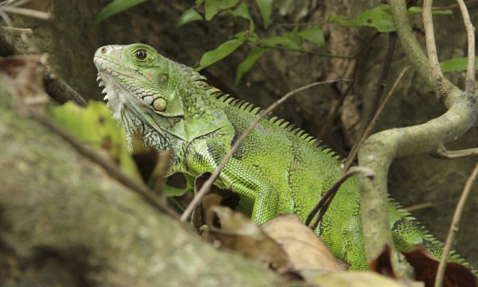iguana