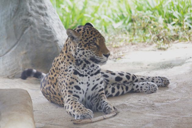 Jaguar Panthera onca 1