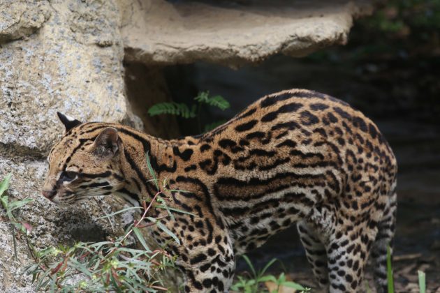 Ocelote Leopardus pardalis 1