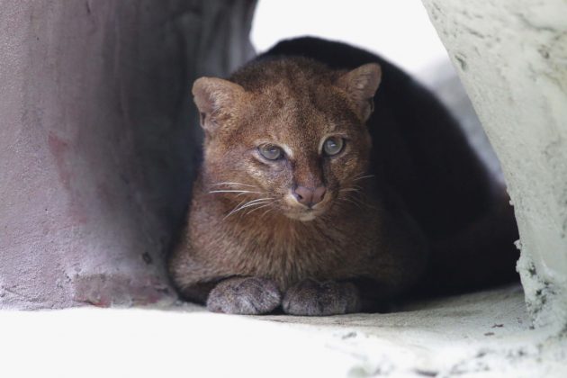 Yaguarundi Herpailurus yagouaroundi