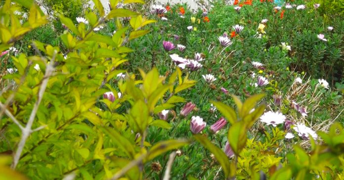 cultivosfloresoriente