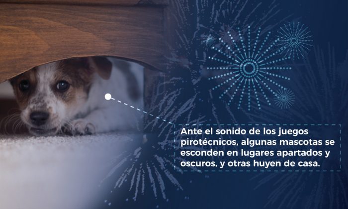 PÓLVORA MASCOTAS ALBORADA 1