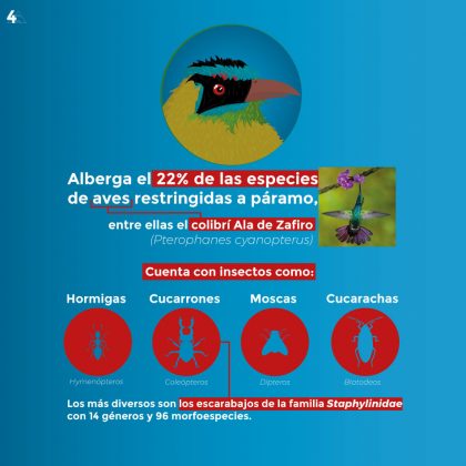 Páramo de Sonsón 4