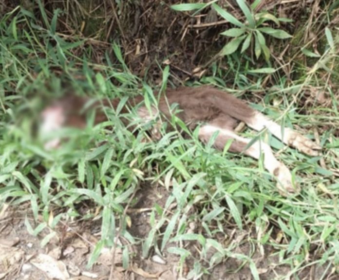 whatsapp-image-2020-10-31-at-1-52-18-pm