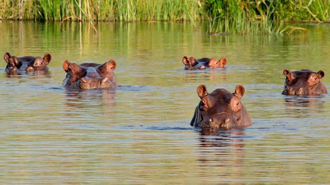 Hipopótamos en el Magdalena Medio.