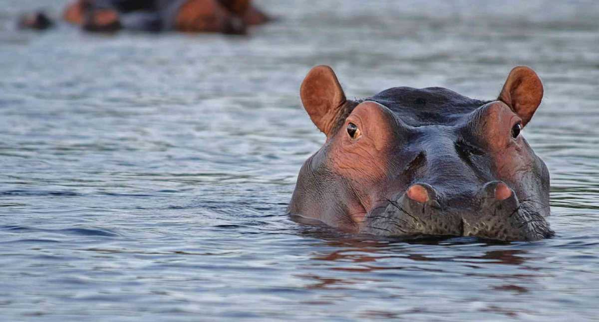 Hipopotamos Magdalena Medio