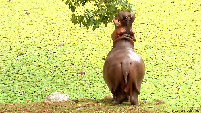 Se busca que los hipopótamos que circulan sobre el Magdalena Medio sean esterilizados con biológicos químicos.