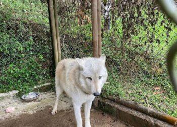 Investigan presunto cautiverio de un lobo en vereda de Rionegro.