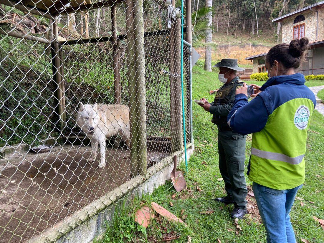 Caso de presunto lobo en Rionegro. Toman muestras genéticas.