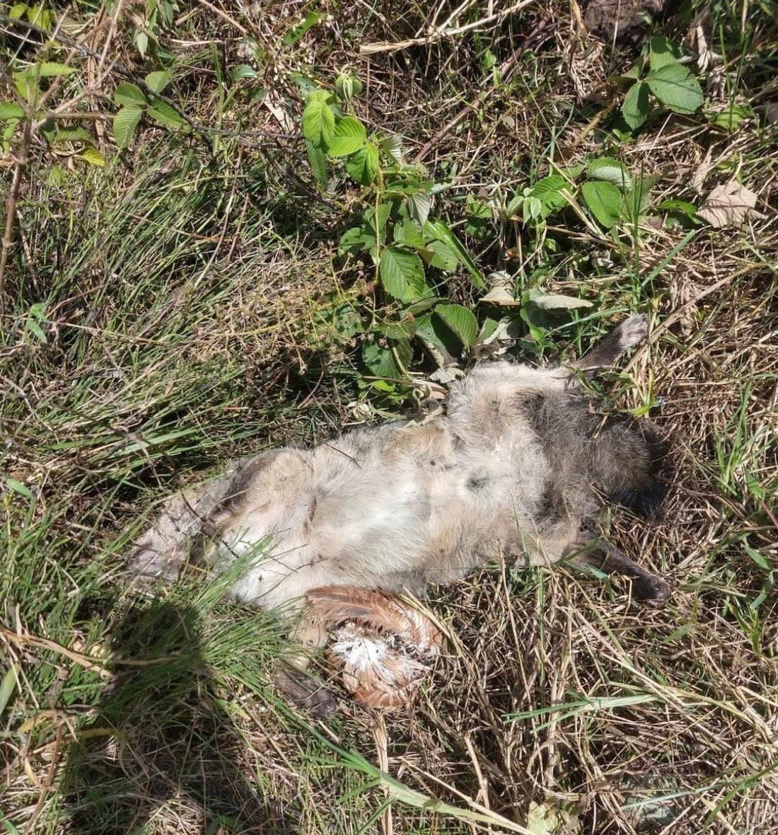 Muerte de zorros en Marinilla.
