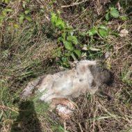Muerte de zorros en Marinilla.
