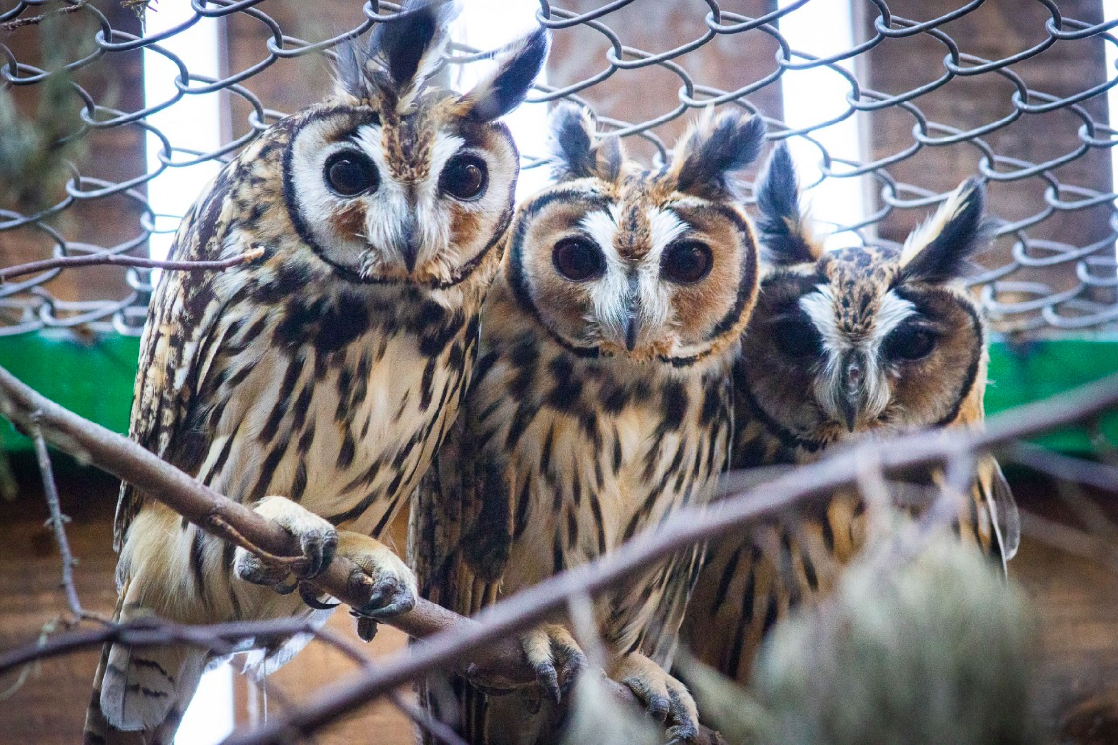 web aves el santuario