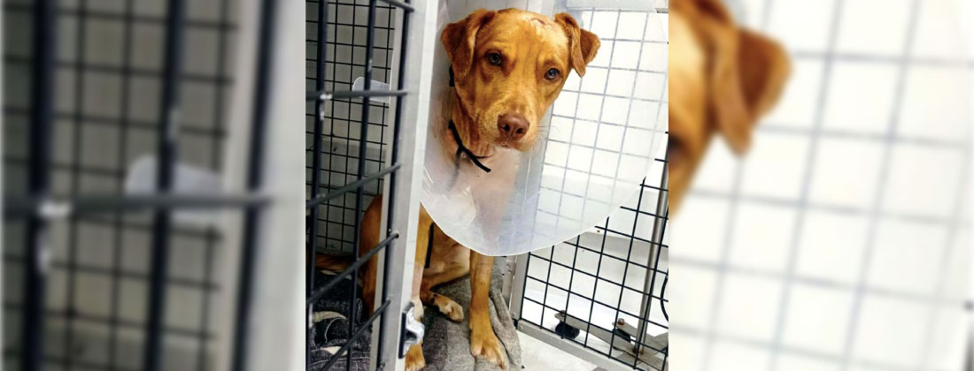 web-perro-canelo-atacado