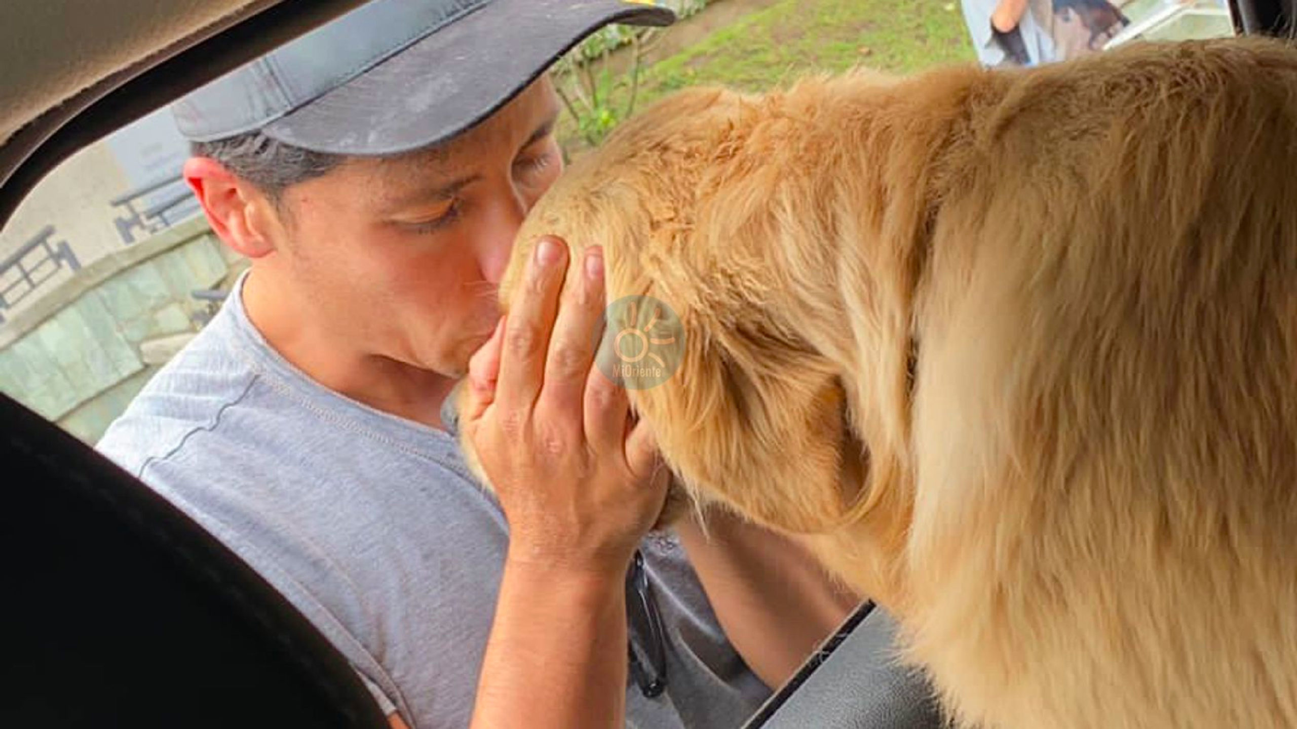 web-milan-perro-perdido