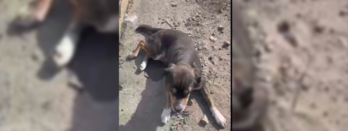 “Me-partió-el-corazón-verlo-así”-apareció-antiguo-dueño-del-perrito-abandonado-en-la-Autopista