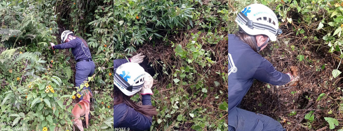 Web-bomberos-el-penol-perritos-rescate