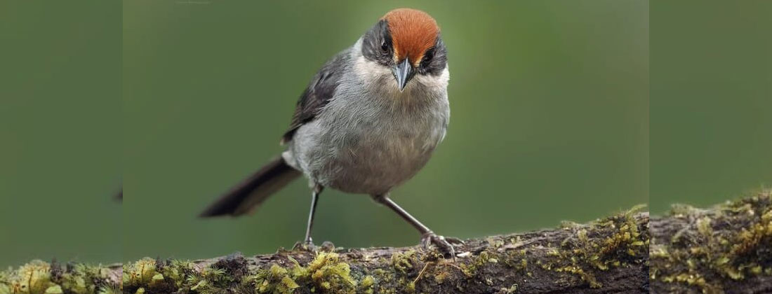 web-23-ave-paisa-peligro-de-extincion