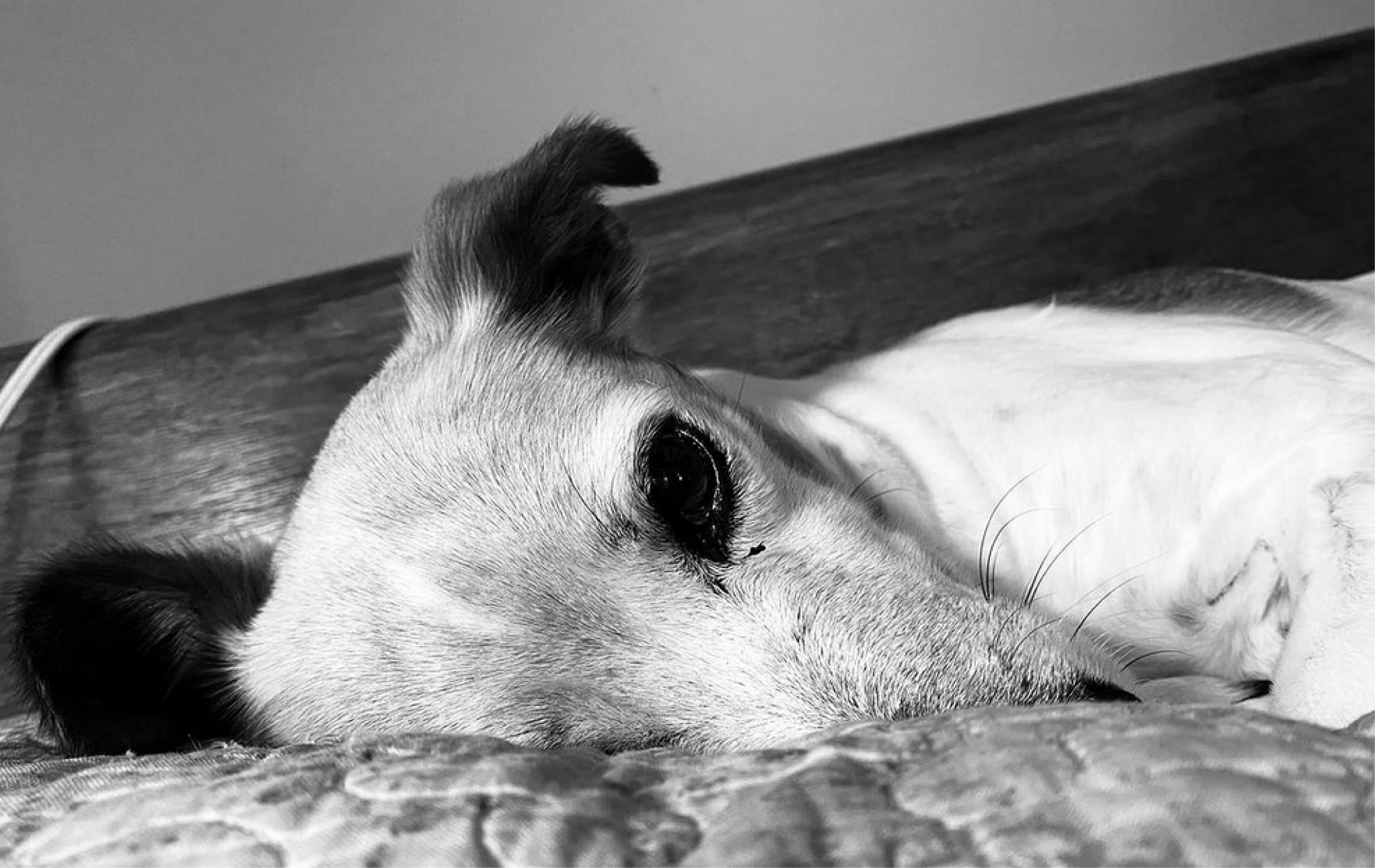 web-23-la-ceja-perrita-atropellada