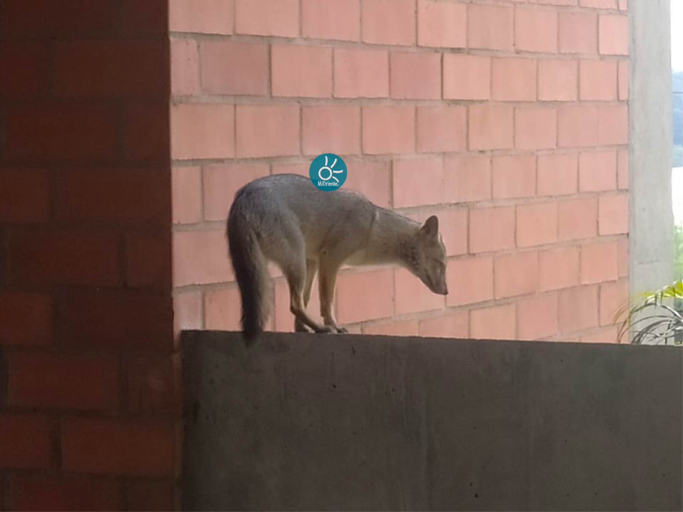 web-zorro-perruno-fauna