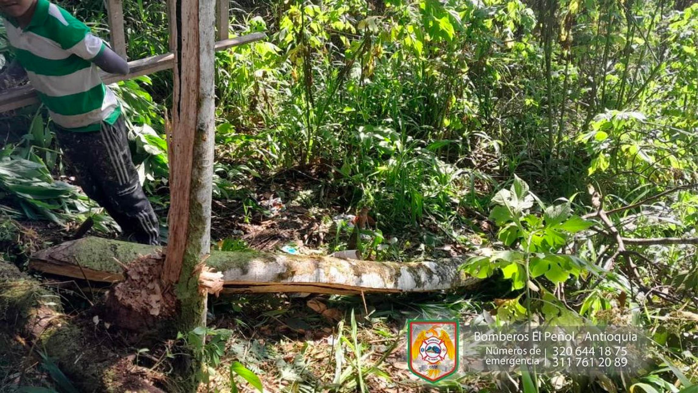 web-23-arbol-accidnete-el-penol