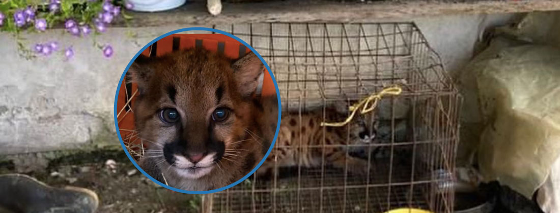 web-23-faura-cornareenero