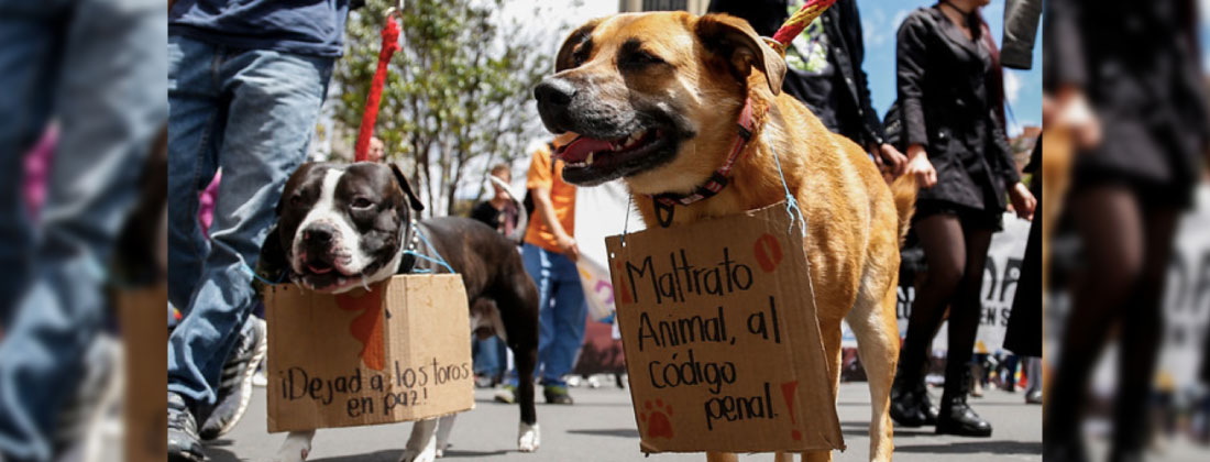 web-23-marcha-maltrato-animal