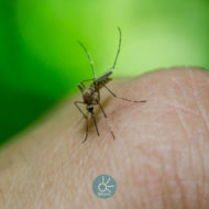 DENGUE