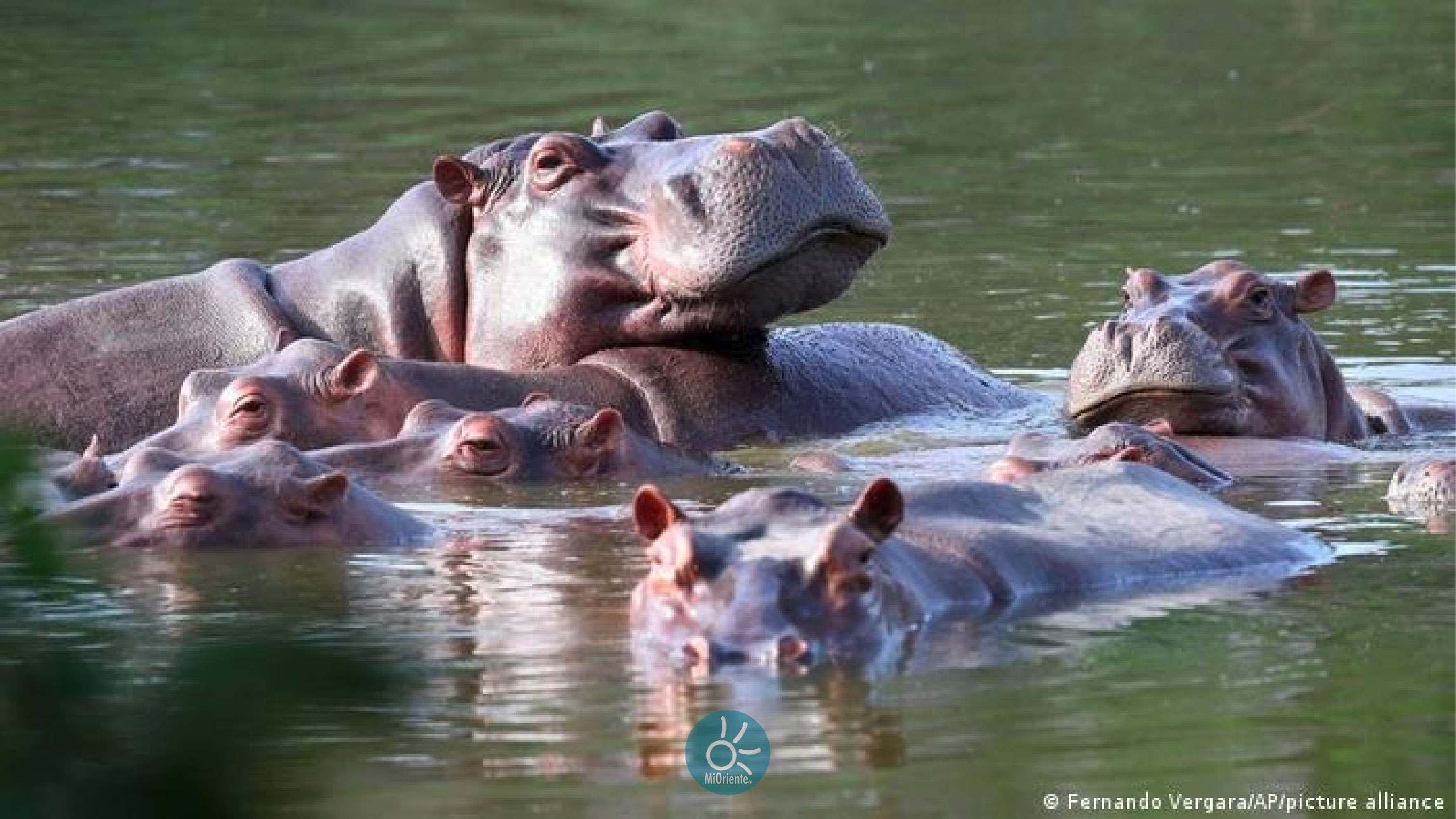 web 23 hipopotamos hacienda napoles