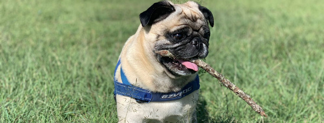 web-23-recomendaciones-para-las-mascotas-en-semana-santa recomendaciones-para-las-mascotas-en-semana-santa