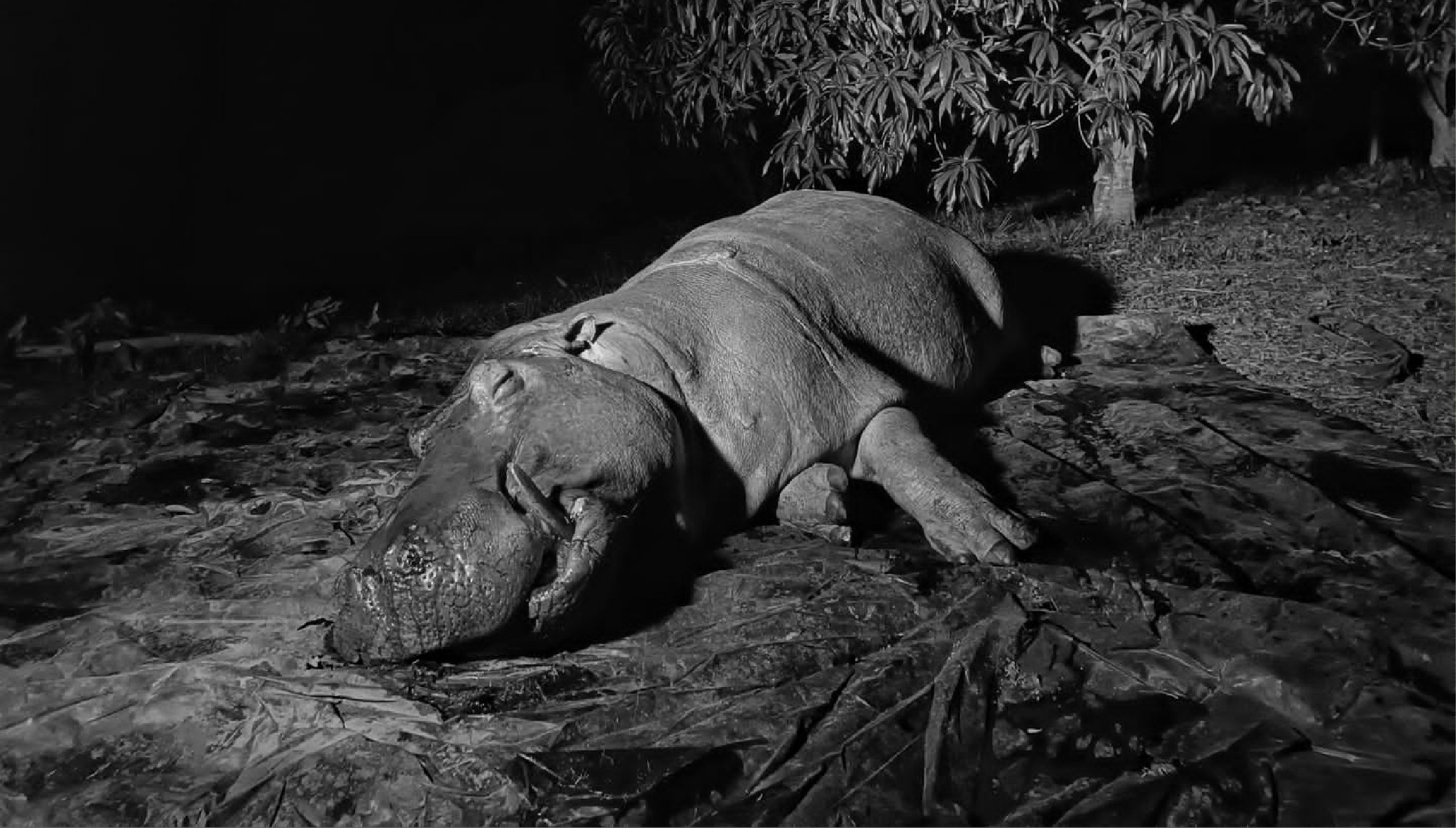 web-23-hipopotamo-accidente-3 hipopotamo-accidente