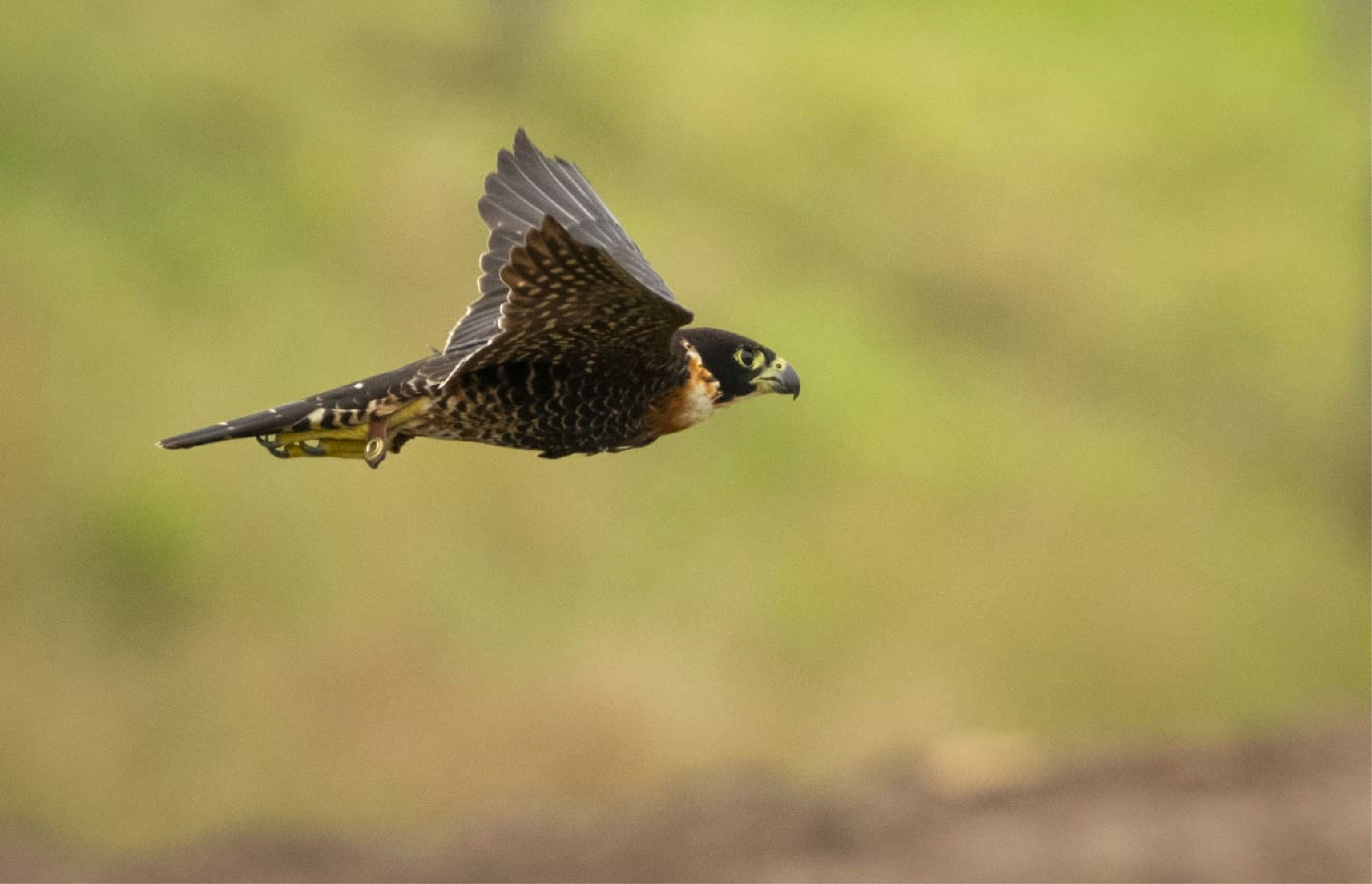 web-23-nota-halcon nota-halcon