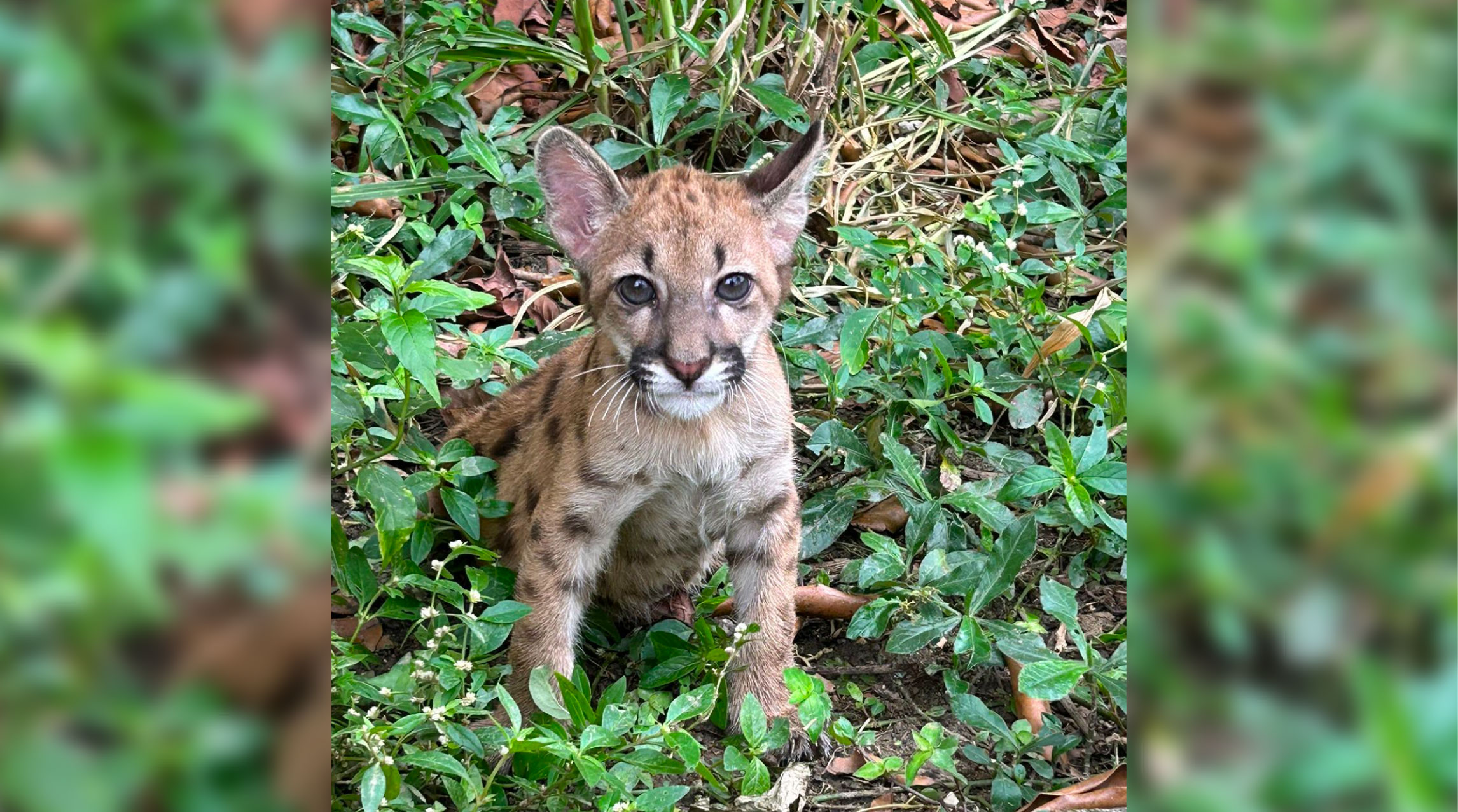 web-23-ocelote-antioquia-abril ocelote-antioquia-abril