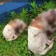 perro-atacado-en-granada-machete