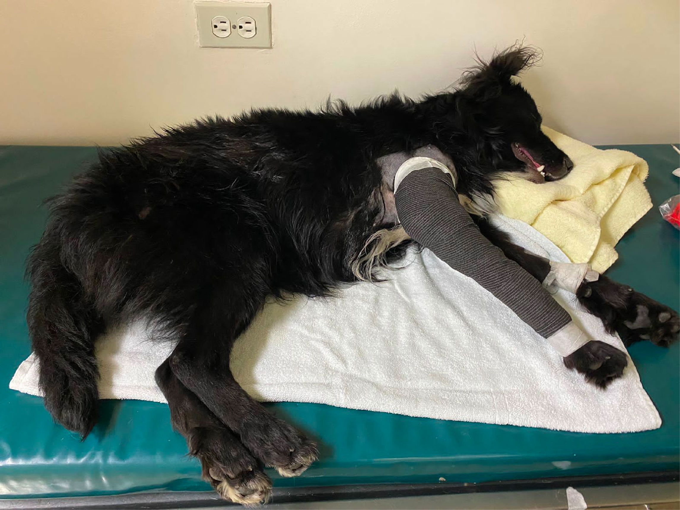 web-23-salvador-perro-accidente-autopista salvador-perro-accidente-autopista