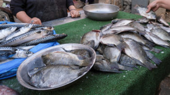 pescado-pez-Foto-Reuters