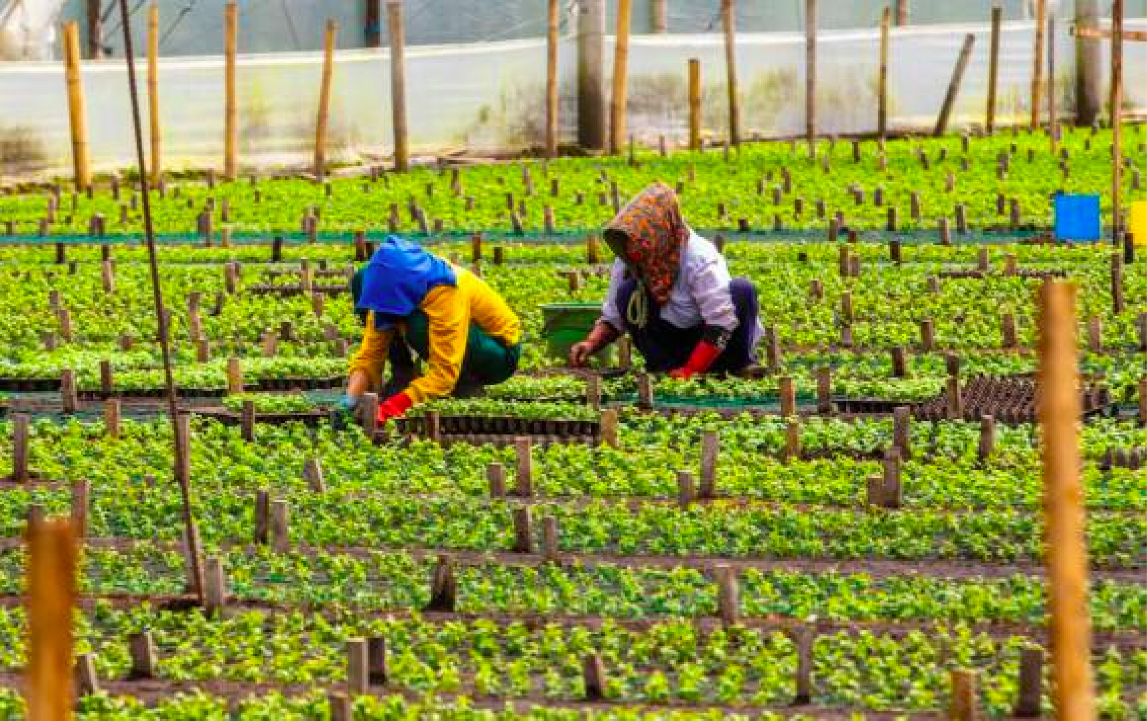 web-23-cultivo-la-ceja-2