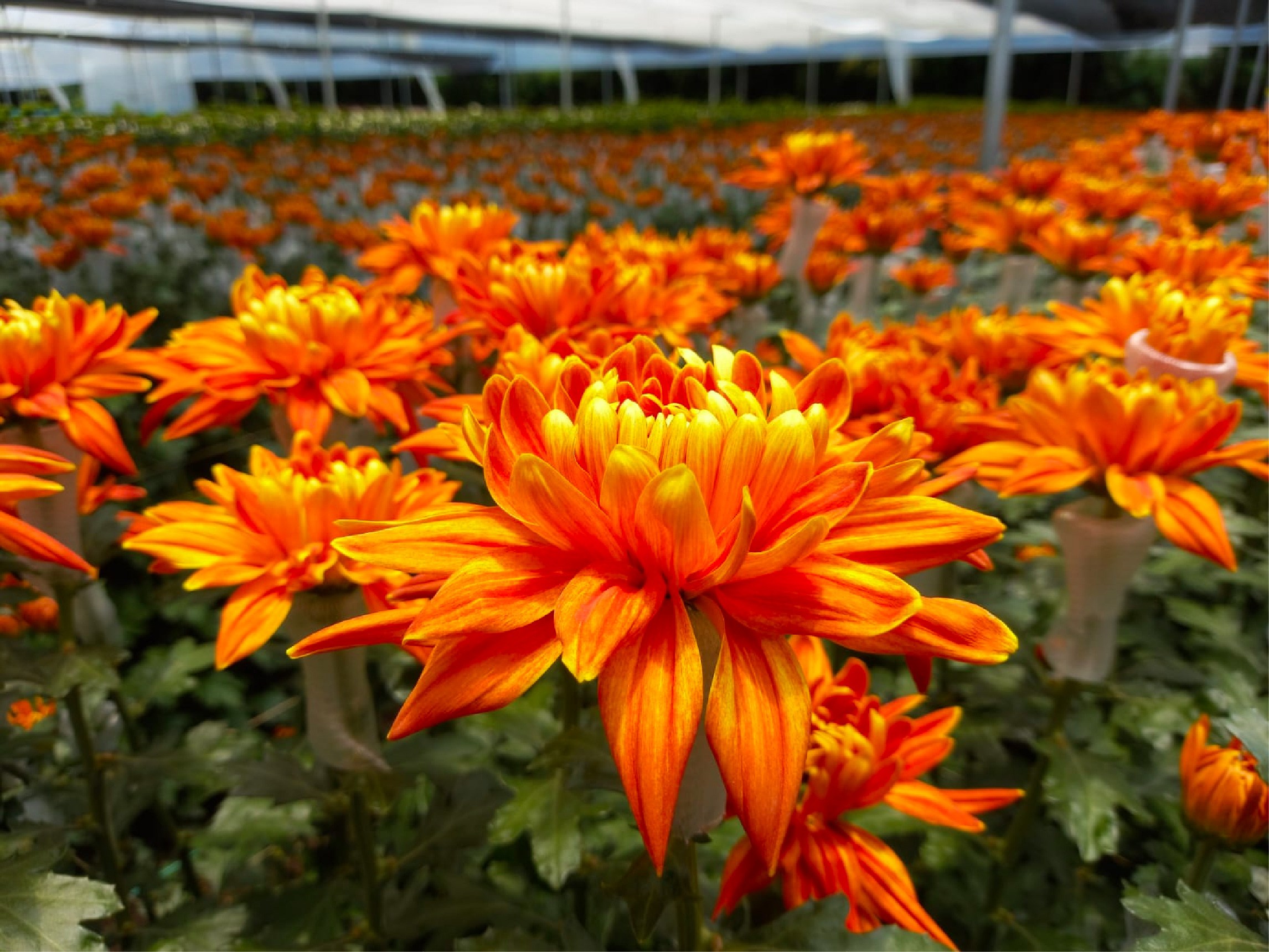 web-23-flores-flor-exportasion-el-trigal