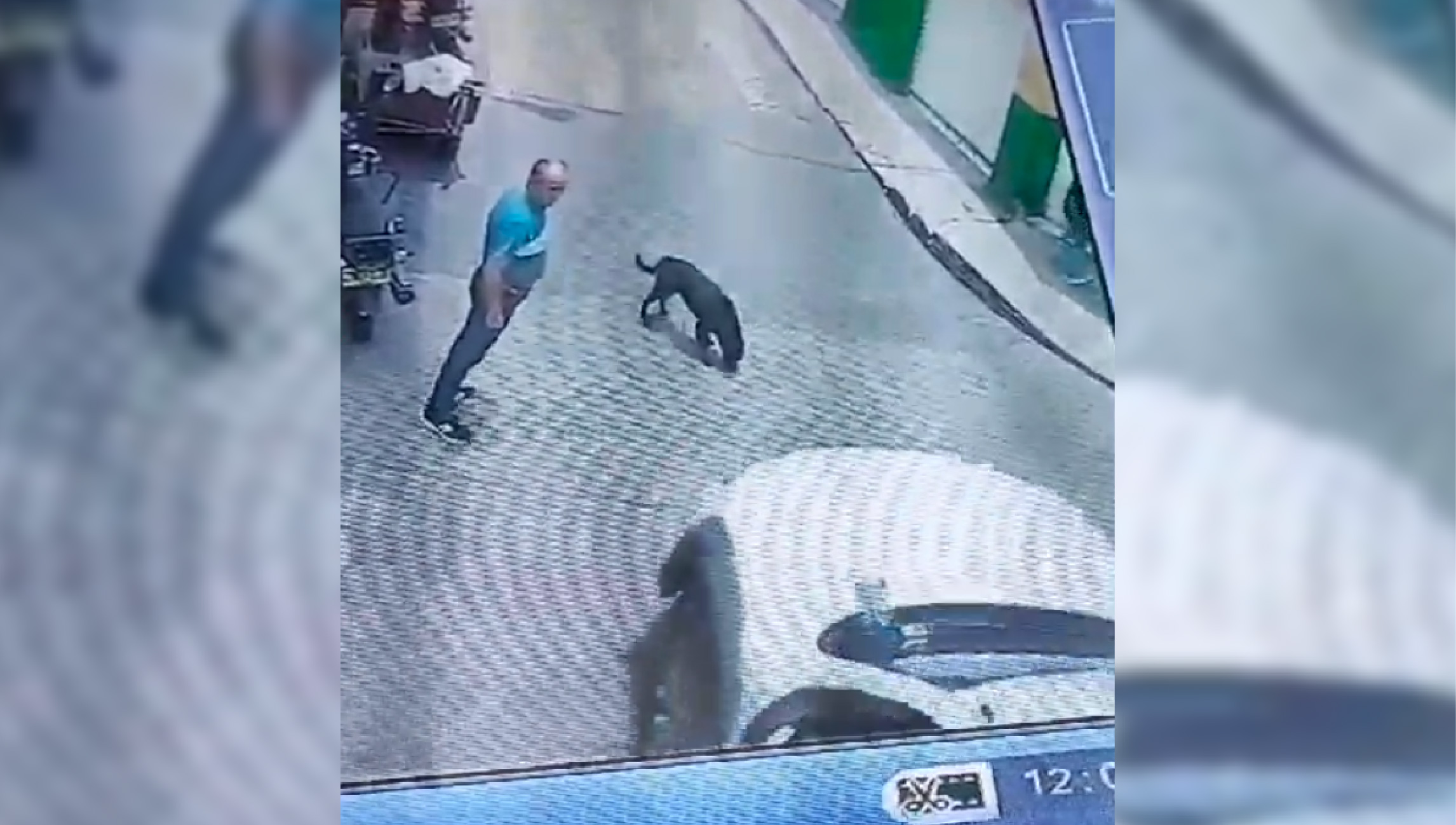 web-23-perro-atropellado-sonson