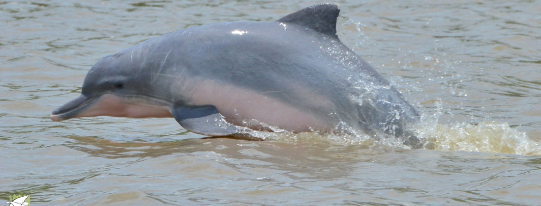 web-delfines-colombia