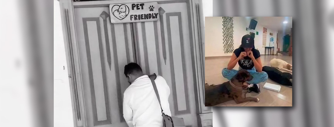 web-restaurante-sellado-mascotas-callejeras