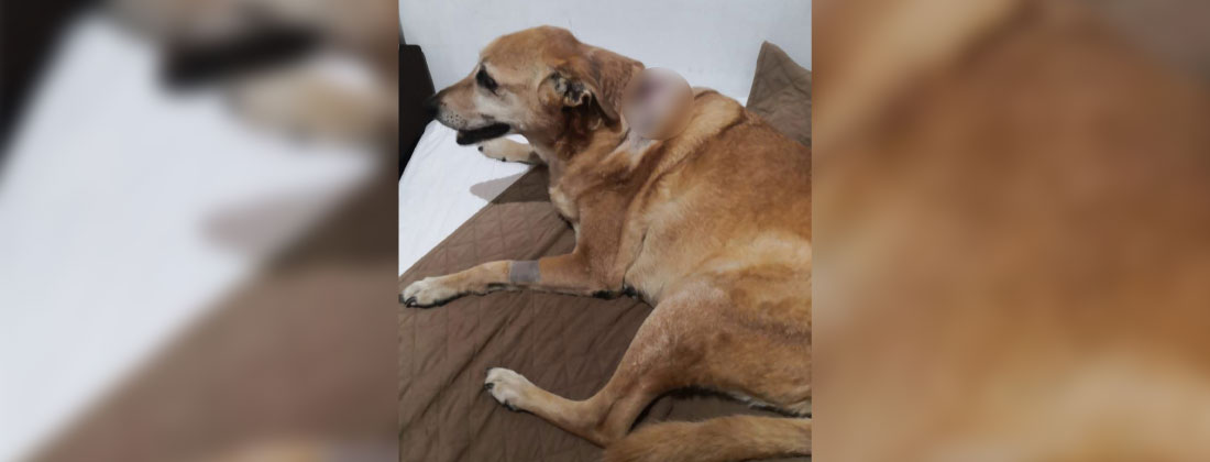 web-atracadores-atacaron-perro-hurto